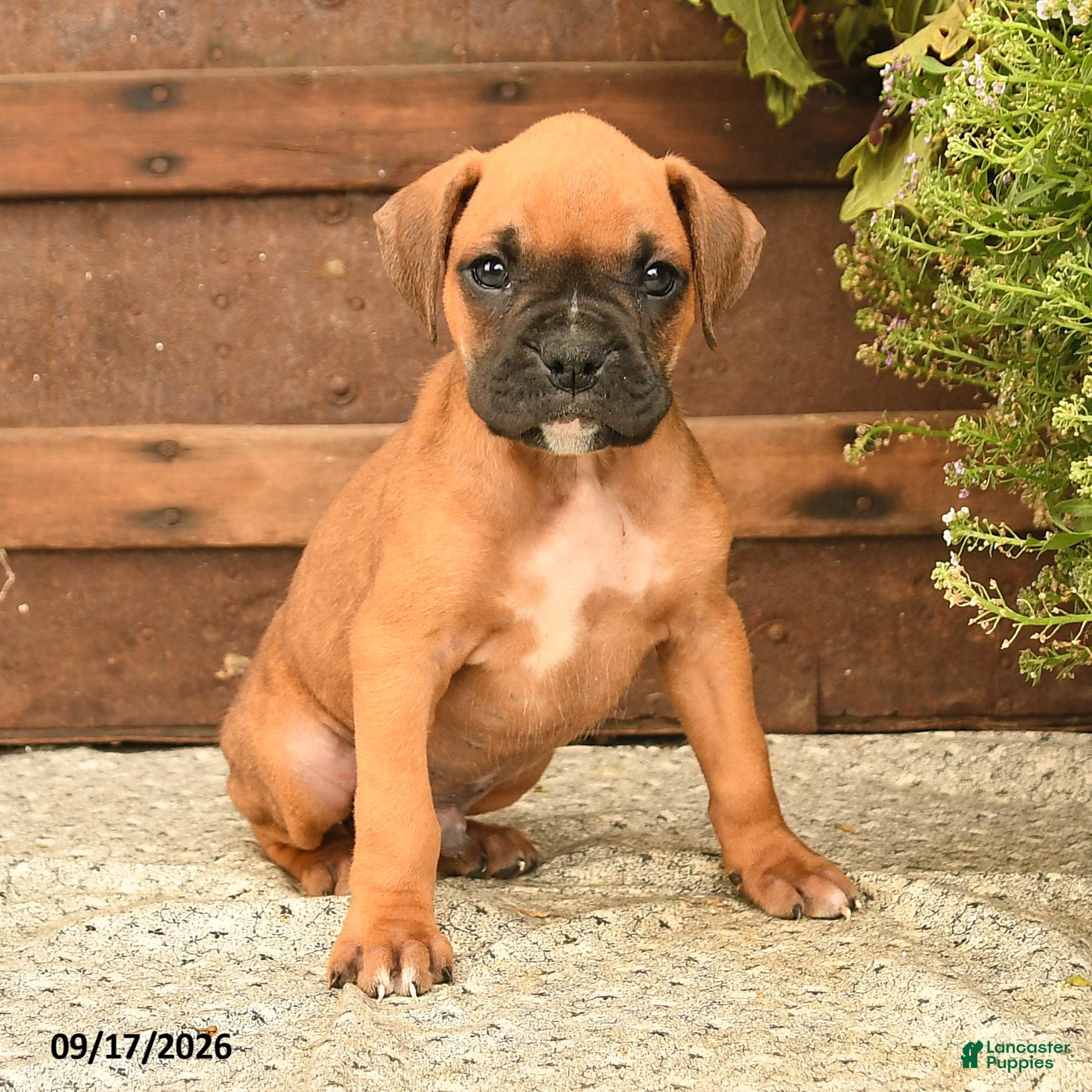 Boxer dogs Blake - Ad 2