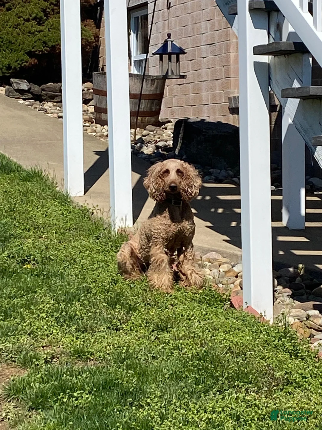 Aussiedoodle dogs for sale: Black Jack - Ad 10