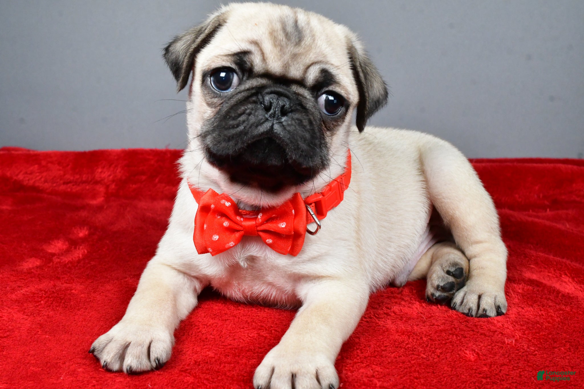Pug dogs Frank - Ad 2