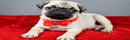 Pug dogs for sale: Frank - Ad 2