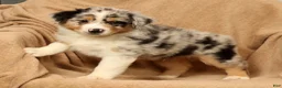 Miniature Australian Shepherd dogs for sale: Jake - Ad 7