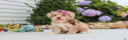 Havapoo dogs for sale: Claire - Ad 6