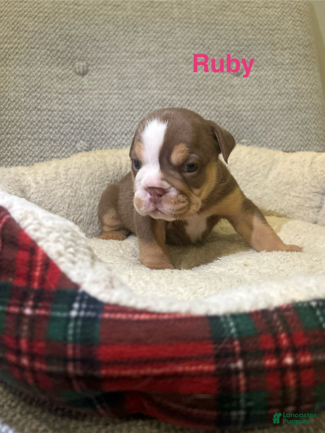 English Bulldog dogs for sale: Ruby - Ad 3