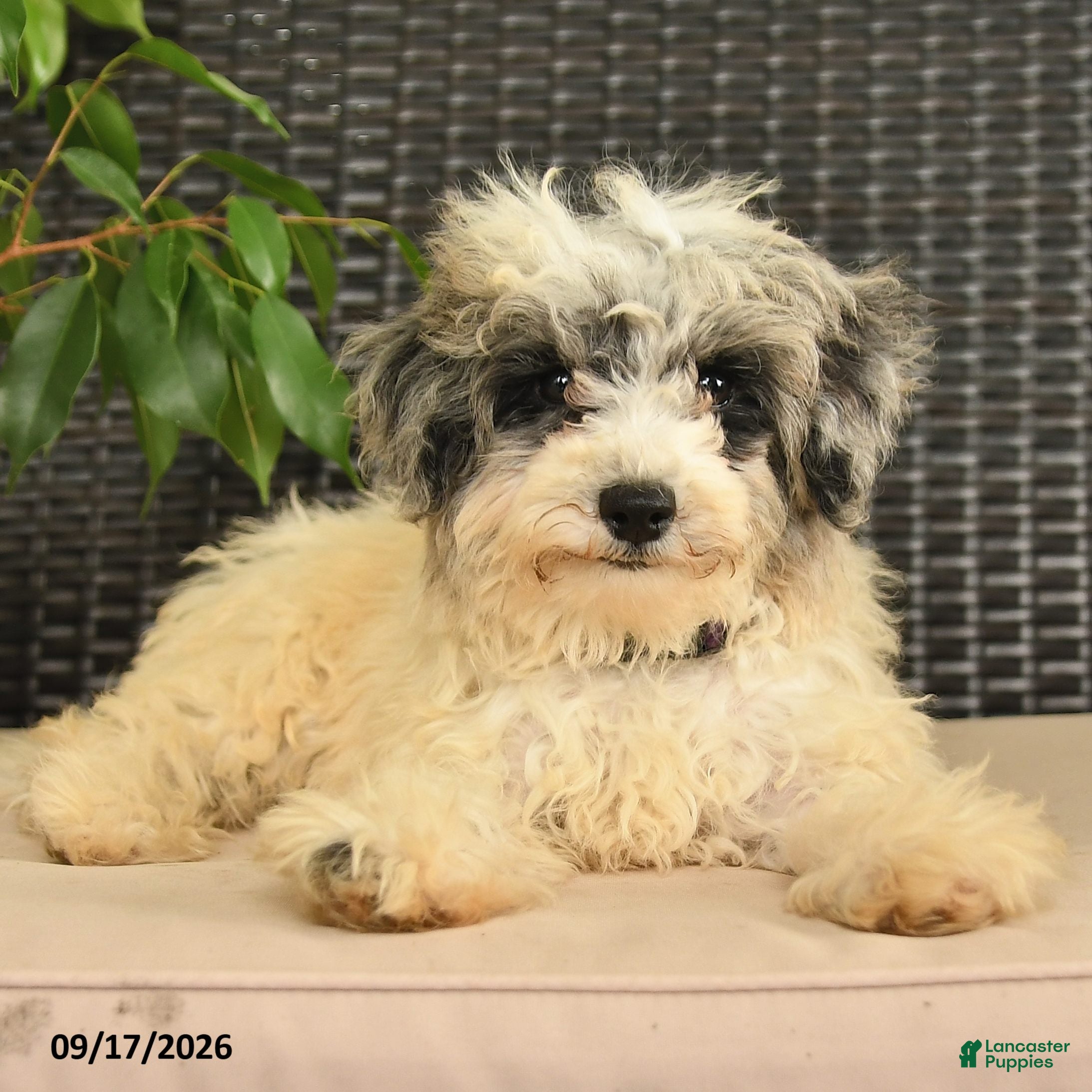 Maltipoo dogs Buddy  - Ad 1