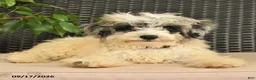 Maltipoo dogs for sale: Buddy  - Ad 1