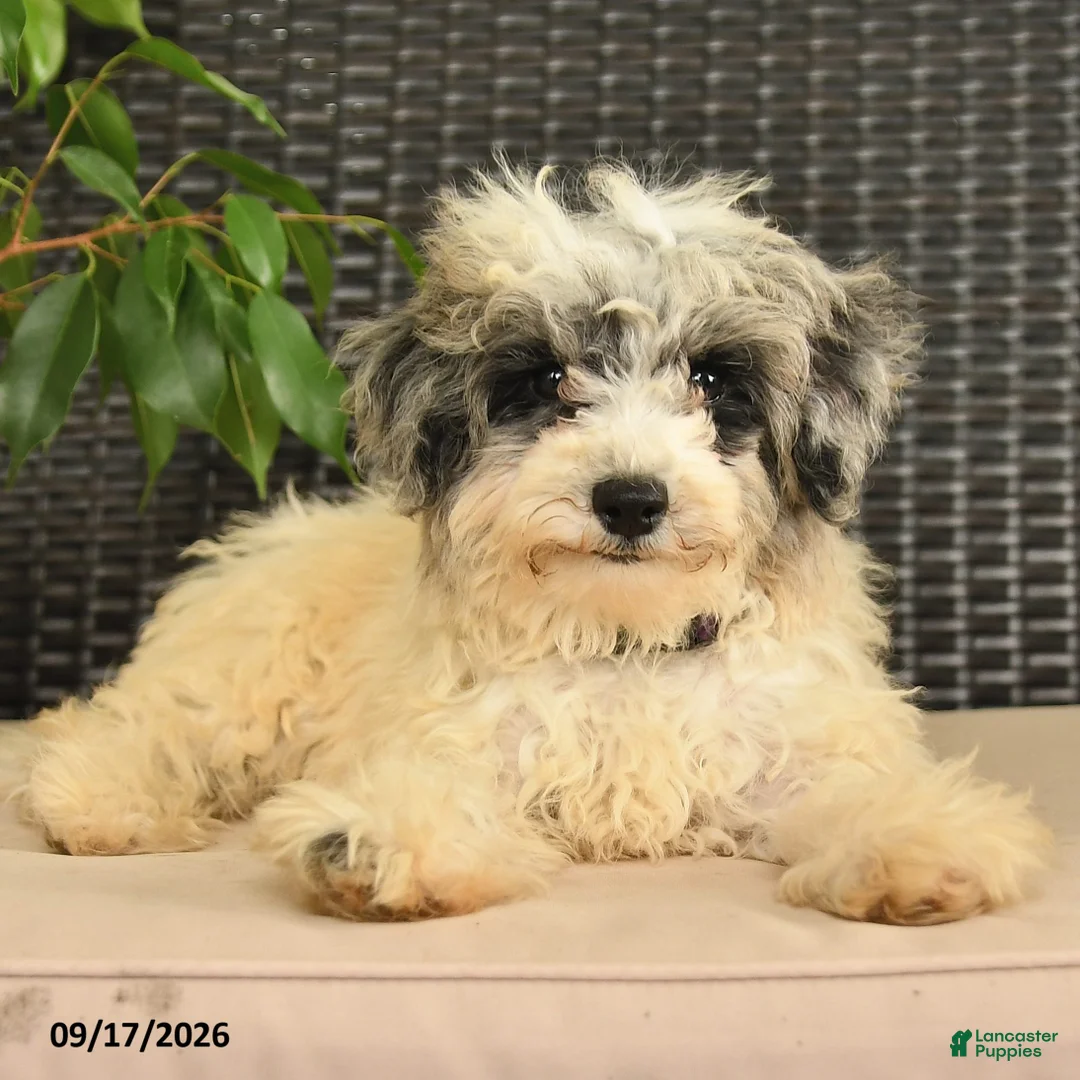Maltipoo dogs for sale: Buddy  - Ad 1