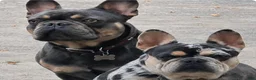 French Bulldog dogs for sale: French Bulldog 2 - Ad 3