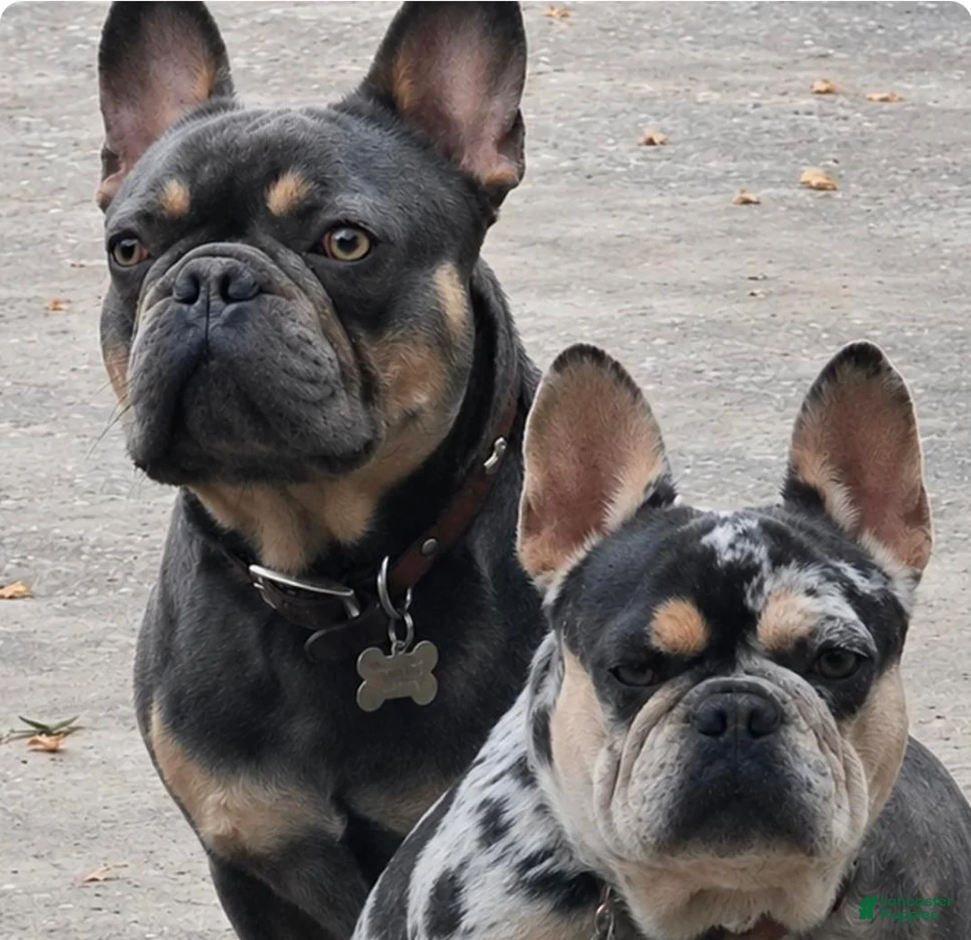 French Bulldog dogs for sale: French Bulldog 3 - Ad 4