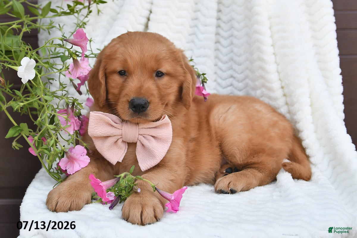 Golden Retriever dogs Coco - Ad 2