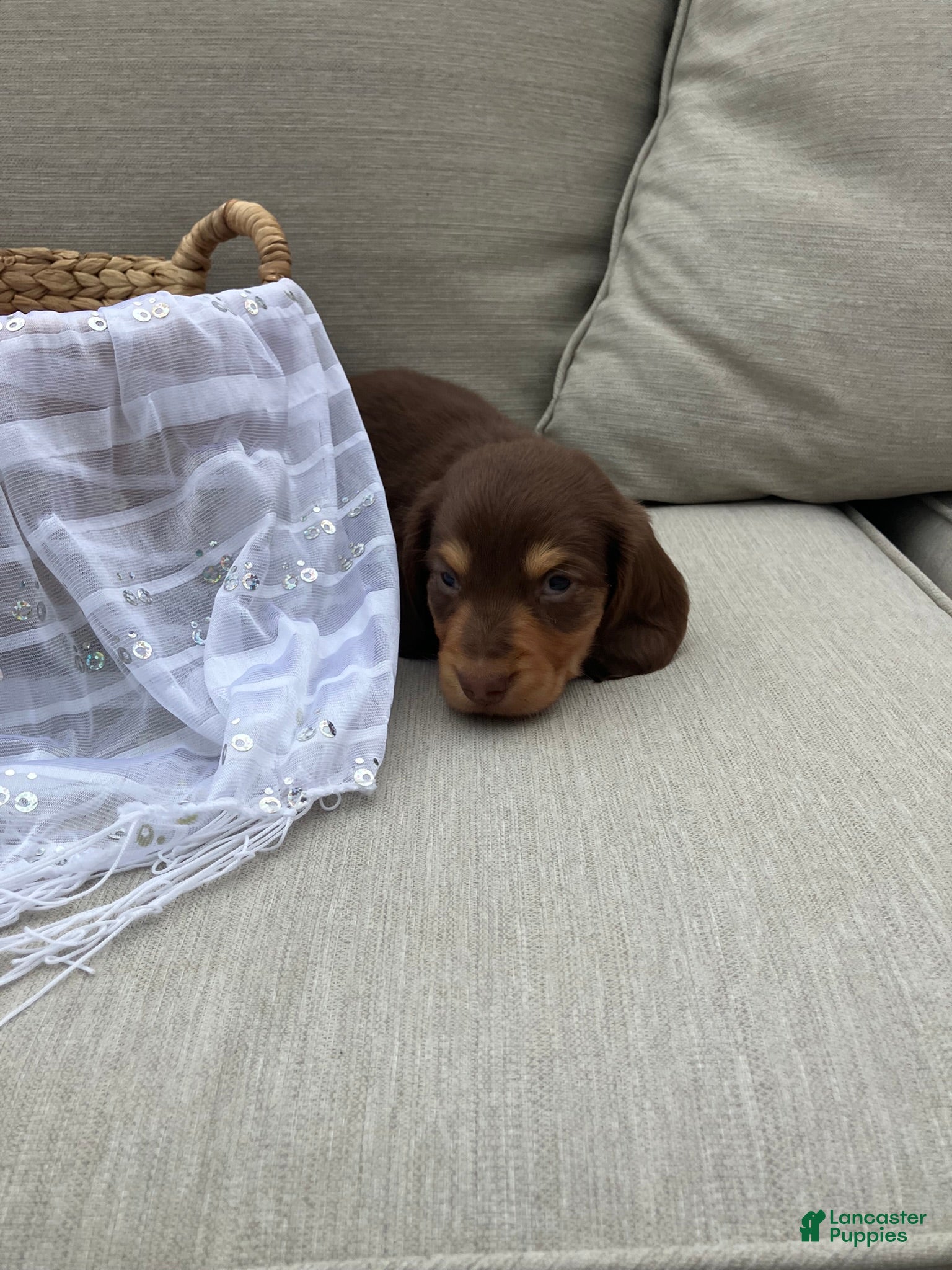 Miniature Dachshund dogs for sale: Charlie  - Ad 6