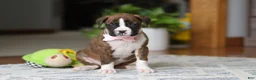 Boxer dogs for sale: Indy - Ad 7