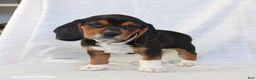 Beagle dogs for sale: Ace - Ad 3