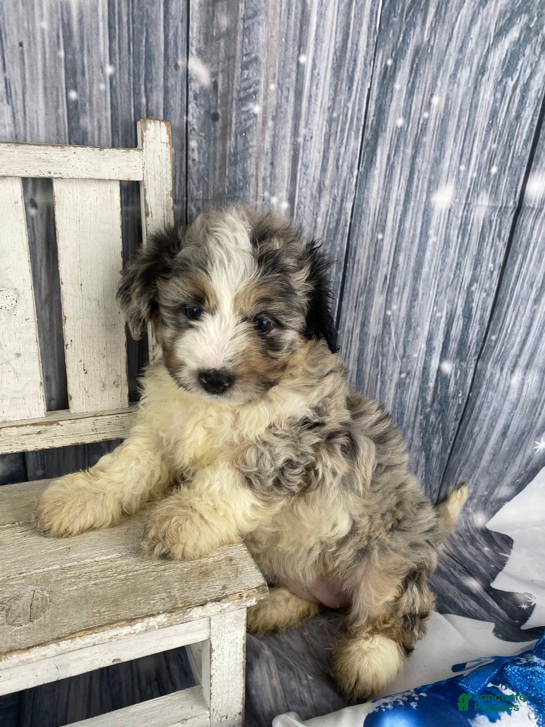 Mini Aussiedoodle dogs for sale: Ivy - Ad 1