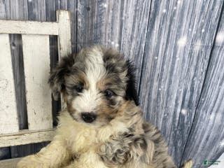Mini Aussiedoodle dogs Ivy - Ad 2