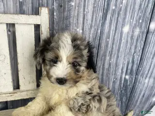 Mini Aussiedoodle dogs Ivy - Ad 7