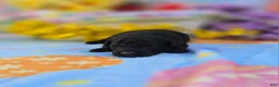 Maltipoo dogs for sale: Paddy - Ad 4