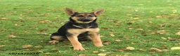 German Shepherd dogs for sale: Noelle - Ad 5