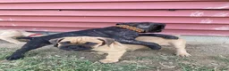Cane Corso dogs for sale: Cane Corso 6 - Ad 16
