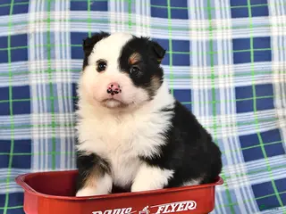 Australian Shepherd dogs Poppy - Ad 6