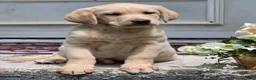 Labradoodle dogs for sale: Sunshine  - Ad 4