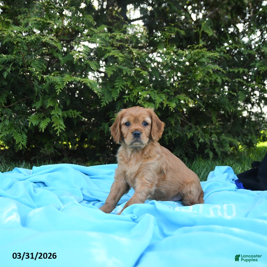 Miniature Golden Retriever dogs Charlotte - Ad 2