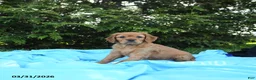 Miniature Golden Retriever dogs for sale: Charlotte - Ad 5
