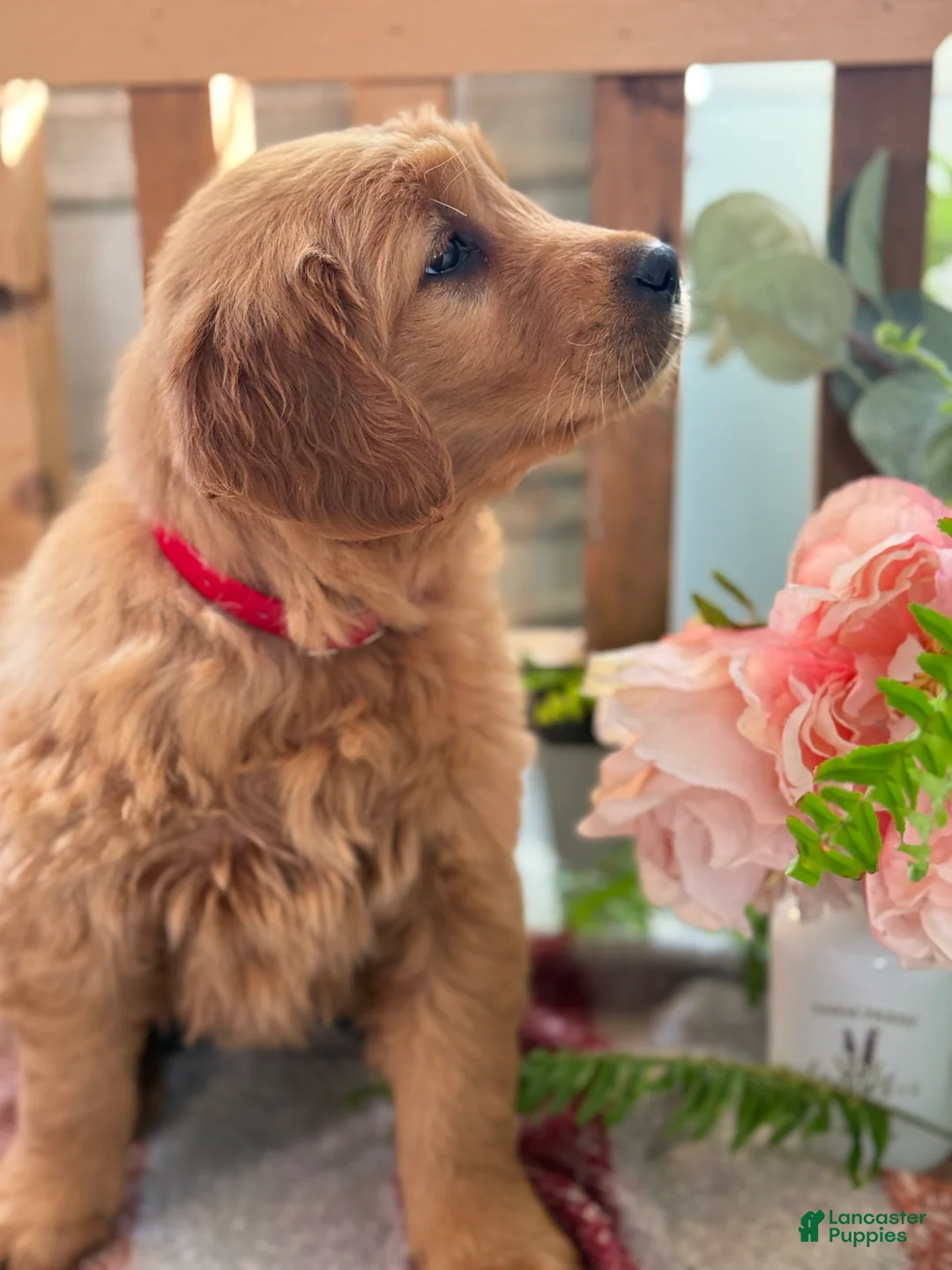 Golden Retriever dogs for sale: Ruby - Ad 12
