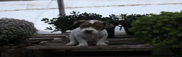 Jack Russell Terrier dogs for sale: Sadie - Ad 1