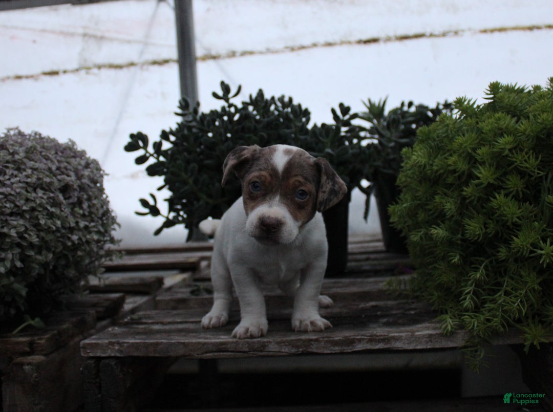 Jack Russell Terrier dogs for sale: Sadie - Ad 1