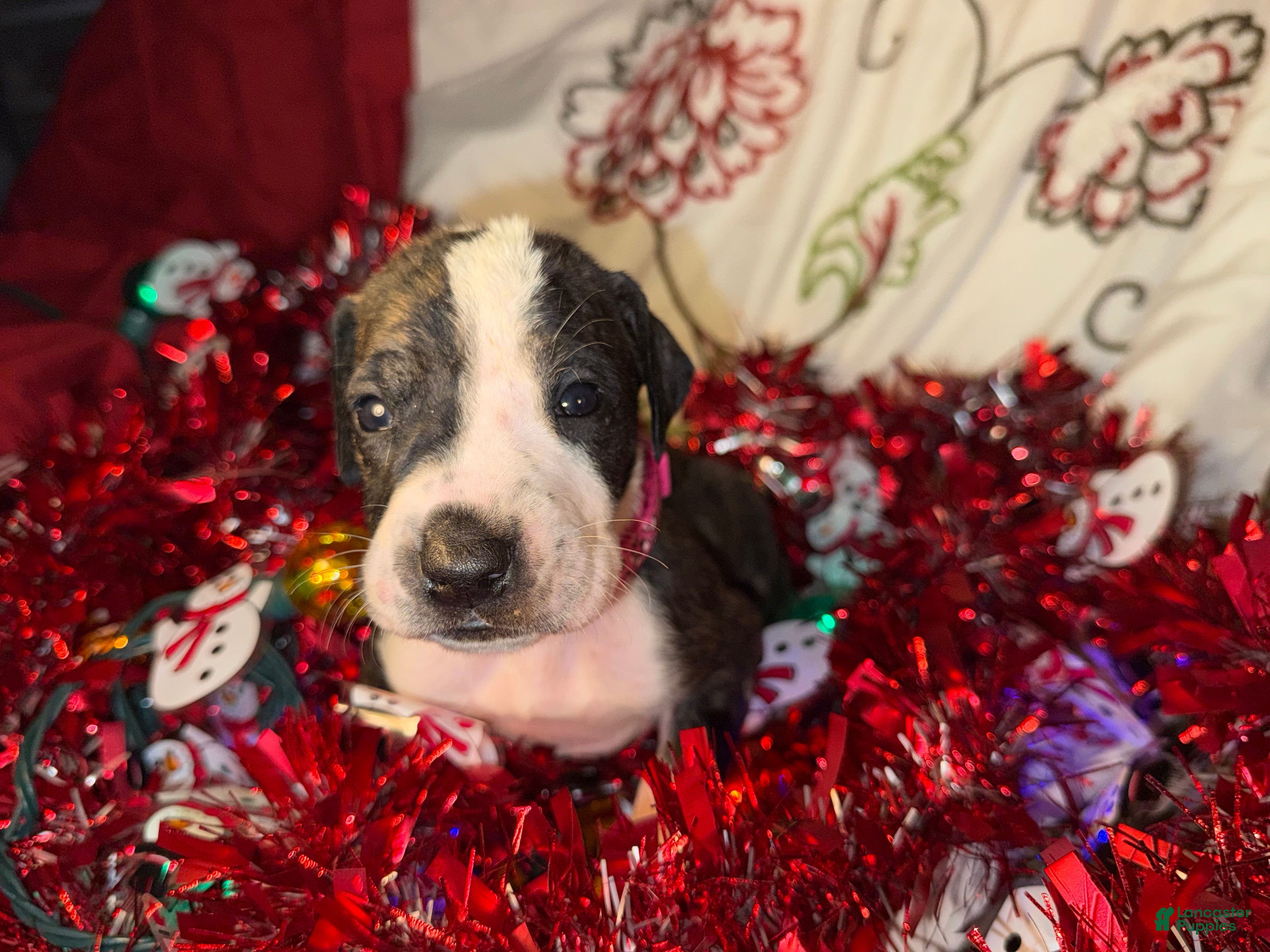 Great Dane dogs Hannah  - Ad 40