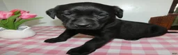 Labrador Retriever dogs for sale: Labrador Retriever Puppy 1 Lily - Ad 3