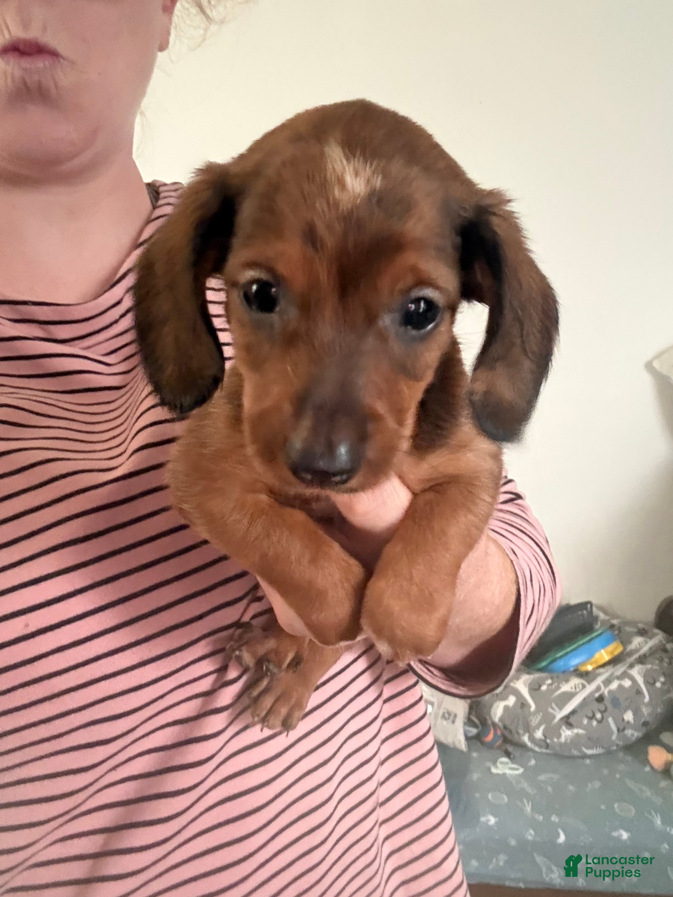 Miniature Dachshund dogs Miniature Dachshund 5 - Ad 11