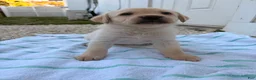 Labrador Retriever dogs for sale: Labrador Retriever Puppy 1 - Ad 5