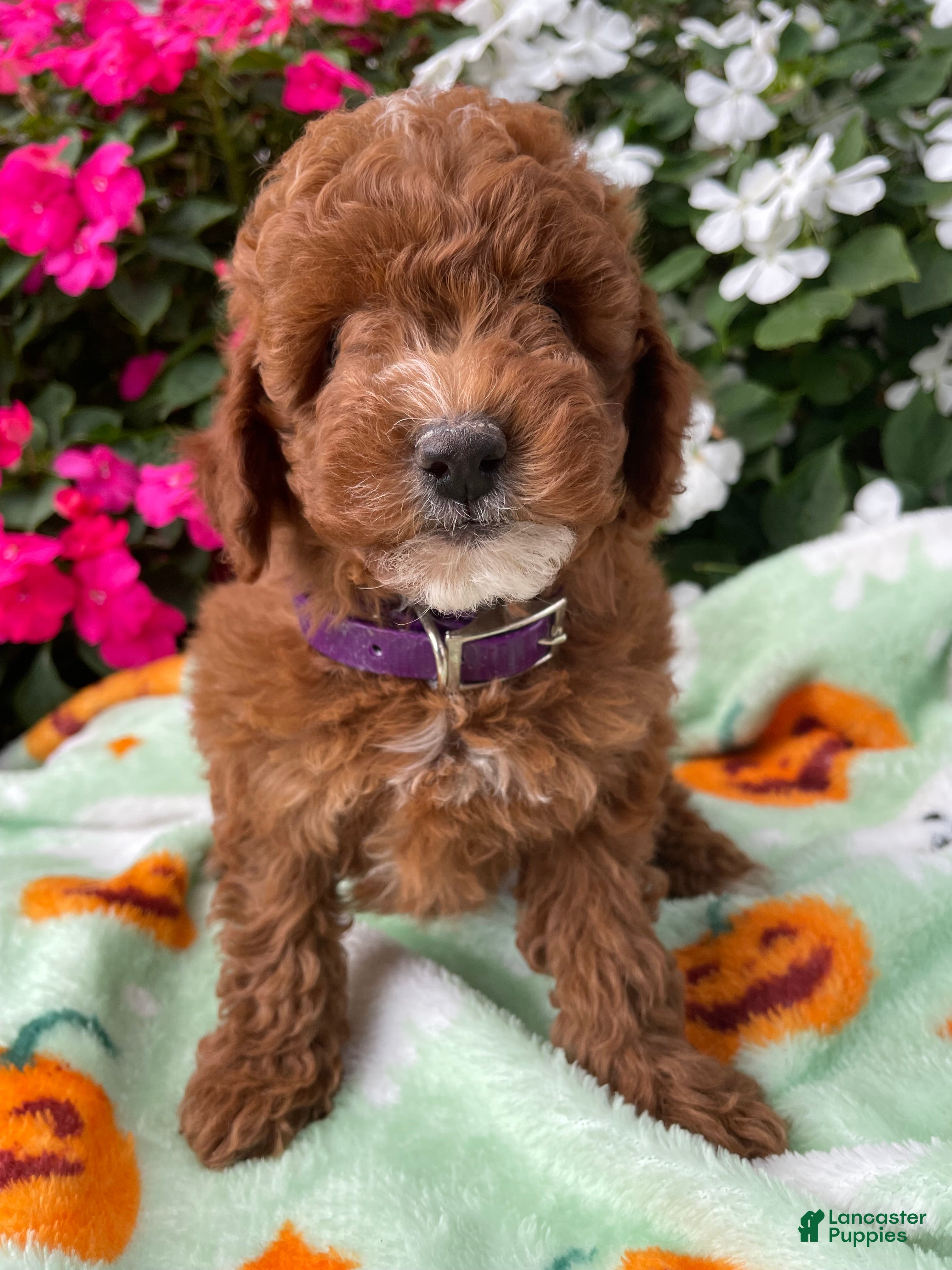 Toy Poodle dogs Cooper - Ad 1
