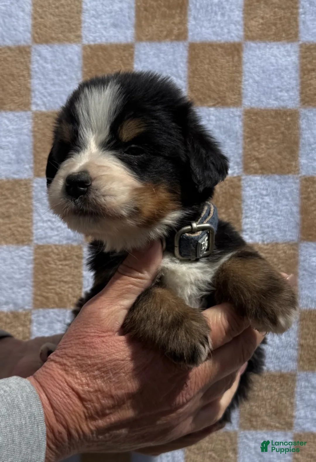 Bernese Mountain Dog dogs for sale: Denim - Ad 1