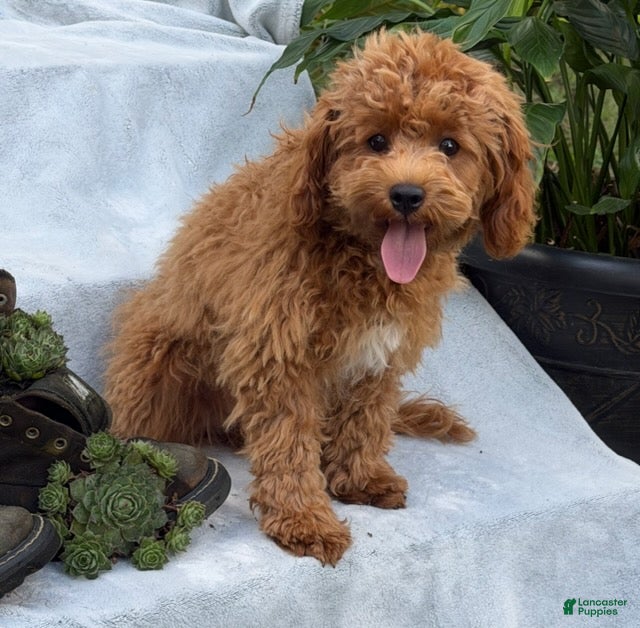 Cavapoo dogs Hector - Ad 1
