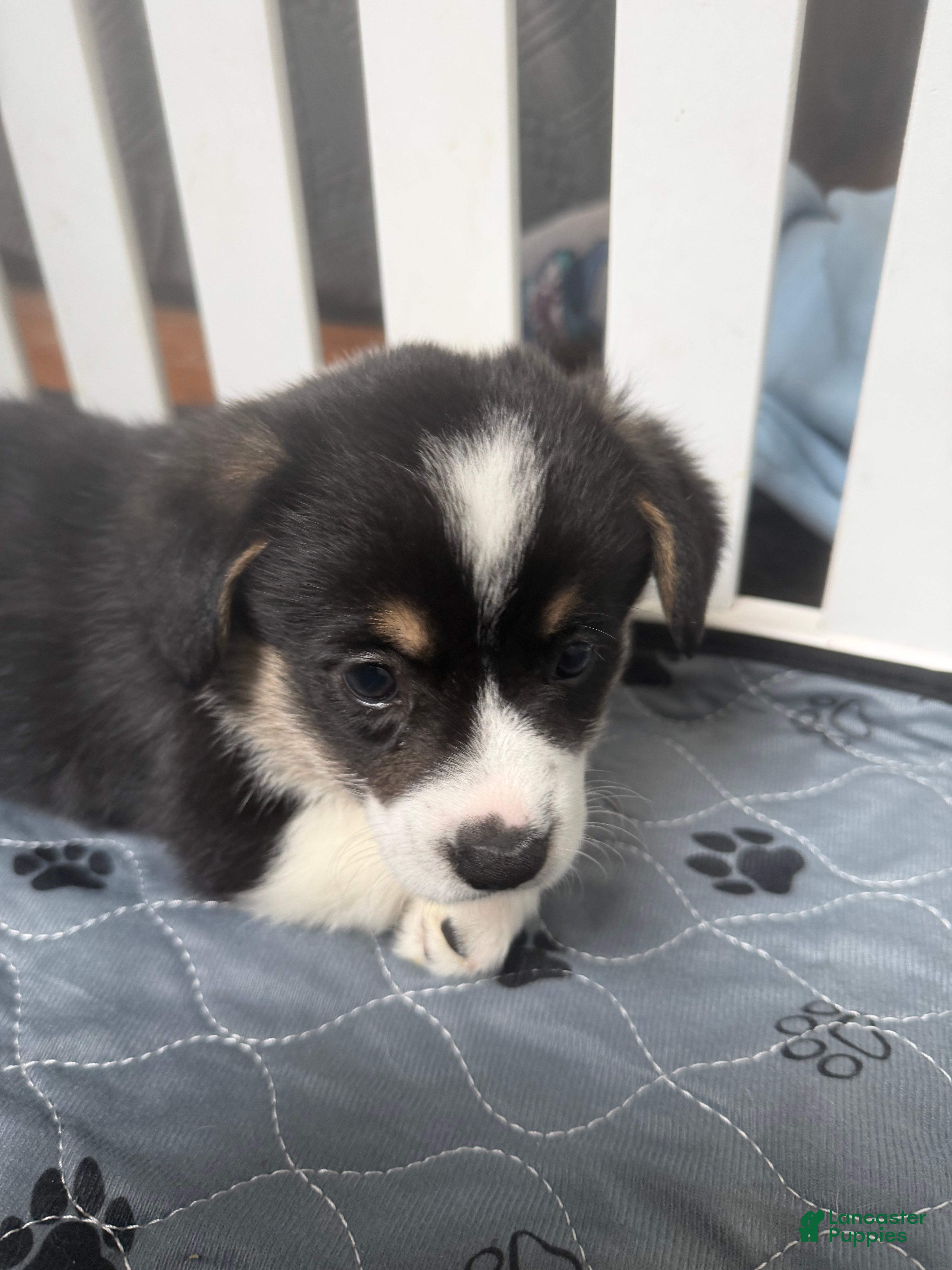 Welsh Corgi Pembroke dogs Welsh Corgi Pembroke Puppy 1 - Ad 1