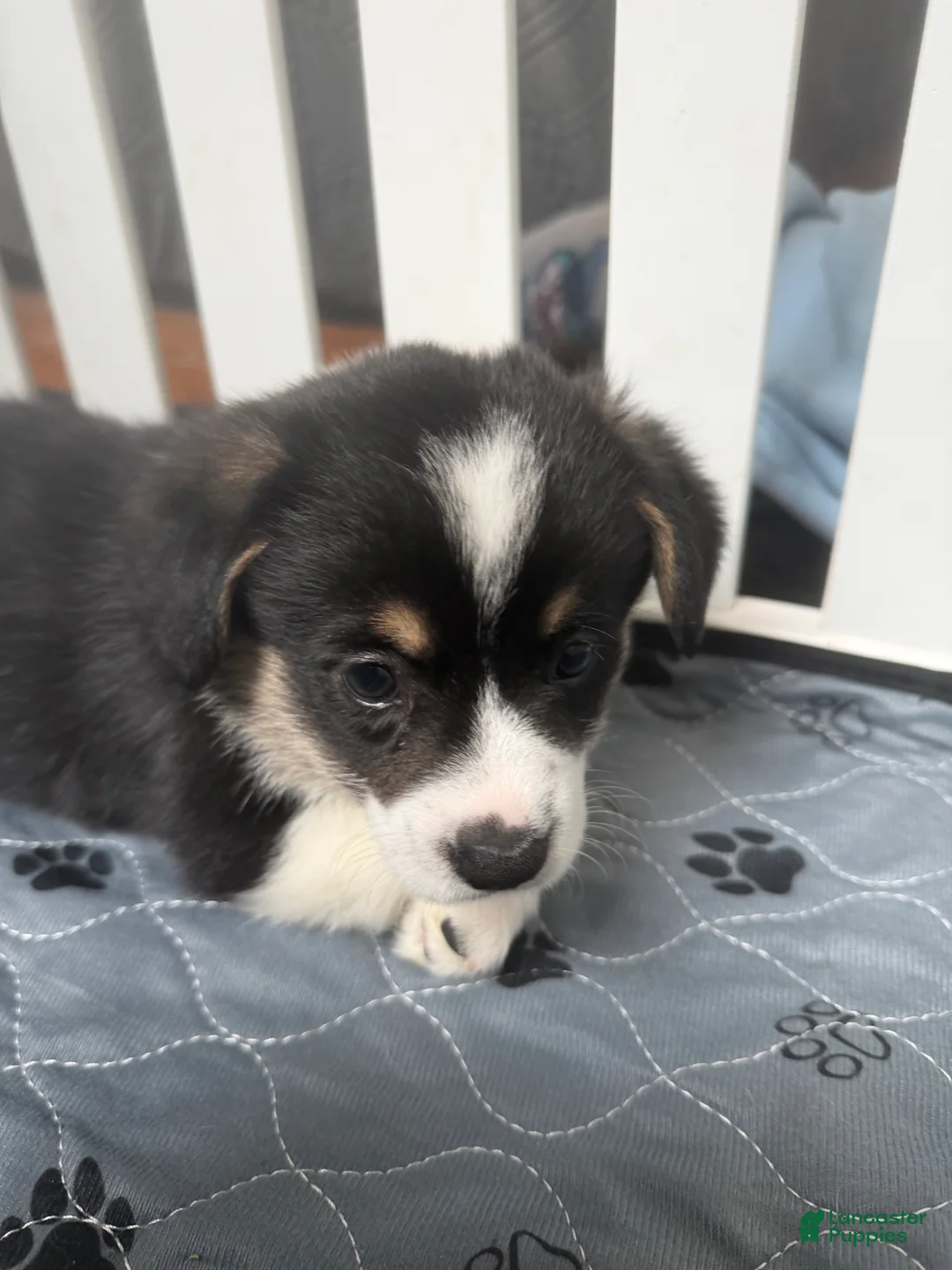 Welsh Corgi Pembroke dogs for sale: Welsh Corgi Pembroke Puppy 1 - Ad 1
