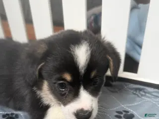 Welsh Corgi Pembroke dogs for sale: Welsh Corgi Pembroke Puppy 1 - Ad 2