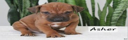 Rhodesian Ridgeback dogs for sale: Rhodesian Ridgeback Puppy 2 - Ad 1