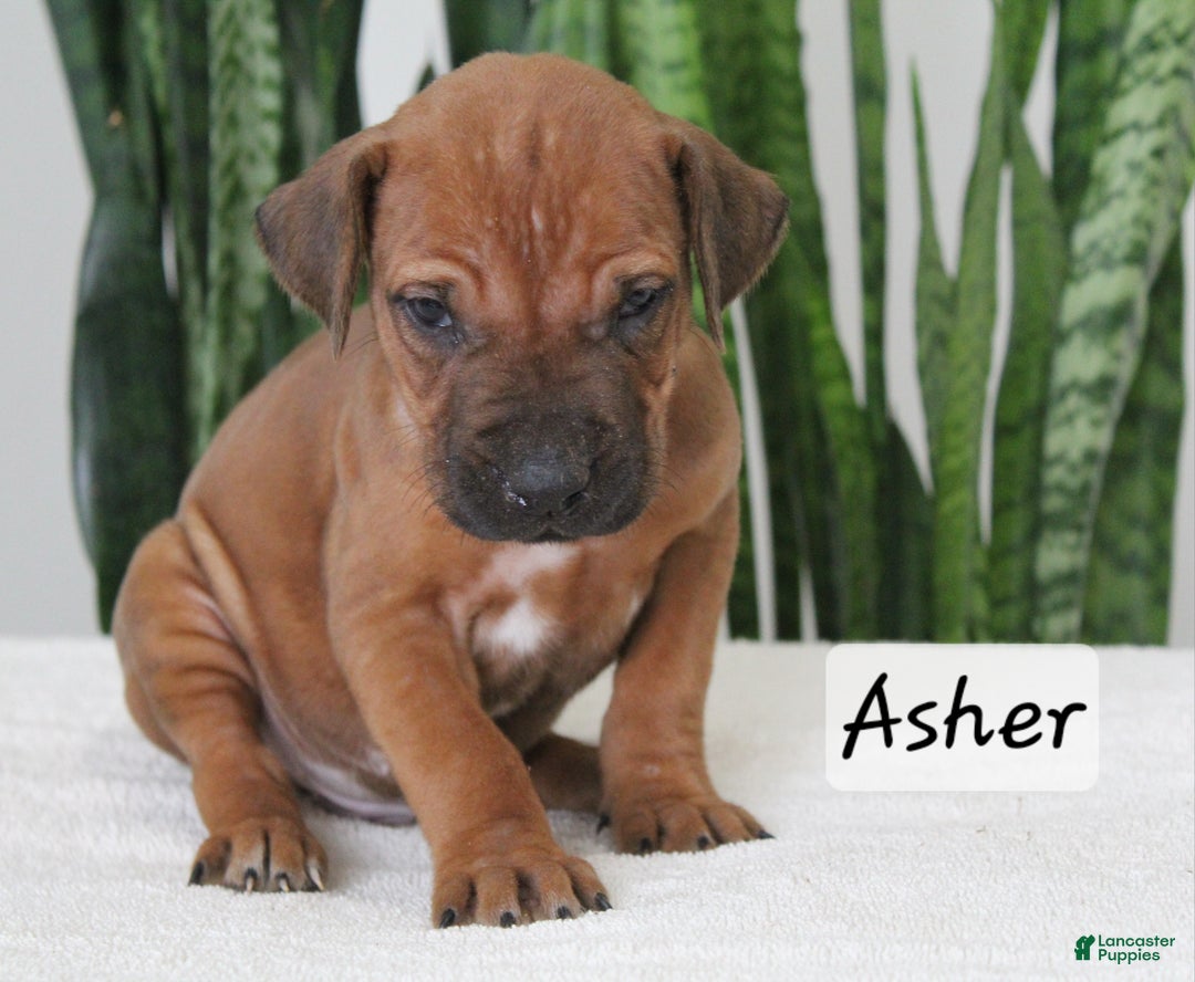 Rhodesian Ridgeback dogs for sale: Rhodesian Ridgeback Puppy 2 - Ad 1