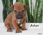 Rhodesian Ridgeback Puppy 2