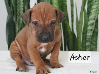 Rhodesian Ridgeback dogs Rhodesian Ridgeback Puppy 2 - Ad 6