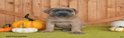 Cane Corso dogs for sale: Crystal - Ad 3