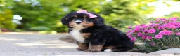 Mini Bernedoodle dogs for sale: Pearl - Ad 5