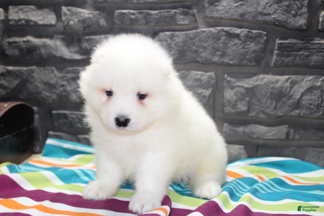 Jade for sale in Owen Lancaster Puppies