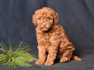 Cockapoo dogs Petals - Ad 7