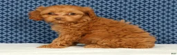 Cockapoo dogs for sale: Macy - Ad 6
