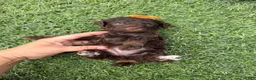 Miniature Poodle dogs for sale: Akc Clear 🧬 tested Chocolate Phantom 🩷 - Ad 7