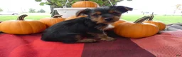 Yorkshire Terrier dogs for sale: Yorkshire Terrier 1 Midas - Ad 2